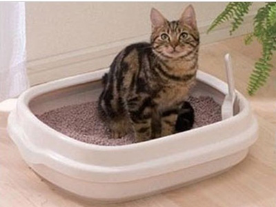 Bentonite Cat litter